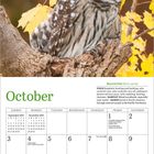 Kalenderseite mit Eule. Text: "Barred Owl" und "October". Termine und Mondphasen sind markiert.