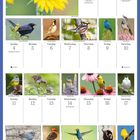 Kalender für Juli 2027 mit Vogelbildern und Feiertagen. In der Mitte ein Blau-Grosbeak auf einer Sonnenblume.