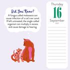 Text: "Did You Know? A fungus called malassezia can cause infection of a cat’s ear canal..." 
Datum: Donnerstag, 16. September 2027.
Illustration: Zwei rosafarbene Katzen, die sich unterhalten.