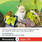 Text: "It'd be a real shame if, one of these nights, all these nice plants of yours were to get dug up again."  
Name: Marshmallow.  
Hobby: Tracking dirt into the house.  
Datum: Wednesday, 2 June '27.

Eine weiße Katze unter einem grünen Schirm mit Pflanzen umgeben.