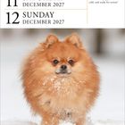 11 Saturday, 12 Sunday, December 2027. Ein Pomeranian im Schnee, wuschelig und voller Energie.