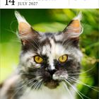 14 JULY 2027, WEDNESDAY. Eine Maine Coon-Katze mit gelben Augen in Sonnenlicht, umgeben von unscharfem Grün.