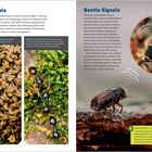 Bee Signals und Beetle Signals. Fotos von Bienen, Ameisen und einem Käfer. Text beschreibt Pheromone zur Kommunikation.
