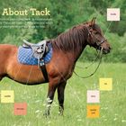 "Learn About Tack", "bridle", "saddle", "stirrups", "bit", "reins", "saddle pad". Ein Pferd in einer grünen Wiese mit Reitausrüstung.