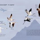 Illustration: Vögel in Flugformation, Beschriftungen der Flughöhe in Fuß, einschließlich "MOUNT EVEREST 29,029 FEET".