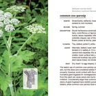 Text beschreibt Gewöhnlichen Wiesen-Bärenklau: Lebensraum, Blüte, Beschreibung, Blüten, Blätter, Früchte. Links Pflanze.