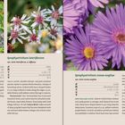 Symphyotrichum laeve, lateriflorum, novae-angliae; lila und weiße Blüten. Wiss. Namen und Pflegeinfos unter jeder Blume.