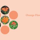 "Orange Flowers" steht rechts. Links sind fünf Fotos von orangefarbenen Blumen in einem Muster angeordnet.