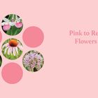 Text: "Pink to Red Flowers". Illustration mit Blumen in Kreisen auf rosa Hintergrund.