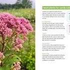 "I want plants for sandy soil. Butterfly Weed, Cosmos, Joe Pye Weed, Russian Sage. Pink Blumen im Vordergrund, Bäume im Hintergrund."