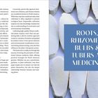 "ROOTS, RHIZOMES, BULBS & TUBERS AS MEDICINE" auf blauem Hintergrund. Links Fließtext, rechts weiße Scheiben.