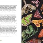 Linke Seite: Text über Entomologie mit Fokus auf Motten. Rechte Seite: Verschiedene bunte Fotos von Nachtfaltern auf schwarzem Hintergrund.