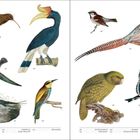 Text: "KIWIS", "HORNBILLS", "COMMON SWIFT", "BARN SWALLOW". Illustrationen von exotischen Vögeln auf zwei Seiten.