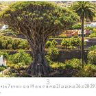 "Drachenbaum, 3, CASARES EDITION" steht auf dem Kalenderblatt. Ein großer, beeindruckender Drachenbaum in einer grünen Landschaft.