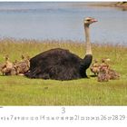 "Straußenmama mit ihren Jungen" steht über einem Strauß mit Küken auf grünem Gras nahe einem Gewässer. Darunter eine Monatsübersicht.