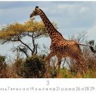 „Giraffe“ steht links unten. Zahl „3“ in der Mitte. Eine Giraffe läuft durch die Savanne. Baum und Büsche im Hintergrund.