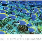 Text: "Doktorfische", "3", "CASARES EDITION". 

Bild: Viele bunte Doktorfische schwimmen über ein Korallenriff.