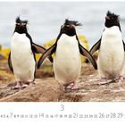 Zahl "3" und Kalendertage; Drei Pinguine watscheln nebeneinander auf Felsen vor unscharfem Hintergrund.