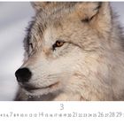 Zahlen von 1 bis 31, darunter "3". Ein Wolf blickt nach links im Bildvordergrund.