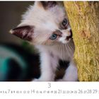 Zahlen 1 bis 31 unten, Zahl 3 hervorgehoben. Ein Kätzchen schaut neugierig hinter einem Baum hervor.