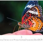 3. Casares Edition. Kalender mit buntem Schmetterling auf einem Finger.