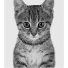 Kalender für März, 3, Casares Edition. Bild einer jungen, getigerten Katze mit großen Augen, in Schwarz-Weiß.