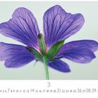 Kalender mit Zahlen von 1 bis 31, März 3 hervorgehoben. Nahaufnahme einer violetten Blume von hinten.