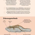 Beobachtungstipps: Aktivität der Mauereidechse bei verschiedenen Jahreszeiten. Merkmale: Spitze Schnauze, langer Schwanz.