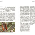 Atmung und Blutkreislauf. Auch diese wesentlichen Körperfunktionen der Insekten unterscheiden sich stark von Säugetieren.