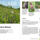 Extensive Wiesen: Ungedüngte Wiesen an trockenen bis feuchten Orten. Bild zeigt blühende Wiese mit Insekten und Pflanzen.