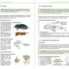 Analoge Organe und Organe mit unterschiedlichem Ursprung. Unterschiedliche Grundbaupläne, aber ähnliche Funktionen.