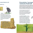 Zwei Seiten mit Texten über nützliche Käferarten, die Tierkot verwerten. Links Käferillustrationen, rechts ein Elefantenbein.