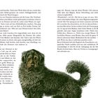 Eine Textpassage beschreibt das Hören von Geräuschen und Interaktionen mit einem Neufundländer. Unten ist eine Hundillustration.