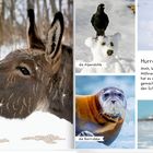 Text: „Hurra, es schneit!“ Ein Esel frisst eine Karottennase vom Schneemann. Ein Hundewelpe spielt im Schnee.
