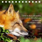 Text: "Kehr in dich still zurück, ruh in dir selbst aus, so fühlst du das höchste Glück. Friedrich Rückert." Ein schlafender Fuchs im Gras.