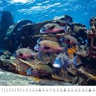 Kalenderdarstellung: März mit Daten von 1 bis 31. Unterwasseraufnahme mit sechs bunten Fischen bei einem Schiffswrack.