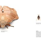 Lebeda nobilis Walker, 1855, Lasiocampidae. Links große, braune Motte. Rechts kleine, filigrane Fliege Perina nuda.
