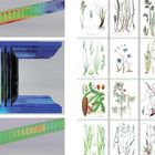 Links: Farbskala und technische Simulation einer Struktur. Rechts: Illustrationen verschiedener Pflanzen.