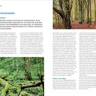 10 Alte Buchenwälder: Geliebte Bäume. Auf fast 4000 Hektar summiert sich die Fläche der „Buchenurwälder“. Links oben: Eine Karte von Norddeutschland. Darunter ein Bild vom Welterbewald, mit einem umgestürzten Baumstamm im Moos. Rechts oben ein Waldweg inmitten hoher Bäume.