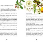 Seiten 28 und 29 eines Buches mit Illustrationen einer botanischen Darstellung von Apfelblüte, Blättern und Frucht.