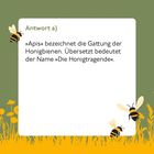 Antwort a) »Apis« bezeichnet die Gattung der Honigbienen. Übersetzt bedeutet der Name »Die Honigtragende«. Illustration von Bienen und Blumen.