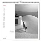 Juni-Kalenderblatt mit Zitat: "Bücher verändern das Schicksal der Menschen." Katze läuft auf weißer Terrasse am Meer.