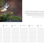 Zitat von Olga Tokarczuk über Gerechtigkeit. Eine Haubenmeise sitzt auf einem Tannenzweig. Kalender für Mai 2023.