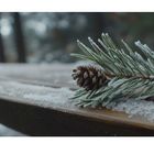 Text „Zapfen“ vertikal am rechten Rand. Nahaufnahme von Tannenzweig und Zapfen auf schneebedecktem Holztisch.