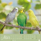 Text: "März", mit Kalendertagen. Drei Wellensittiche auf einem Ast mit unscharfem Grün im Hintergrund.