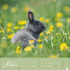 Text: "Mär", Kalendertage von 1 bis 31. 

Ein graues Kaninchen sitzt im Gras mit gelben Blumen.