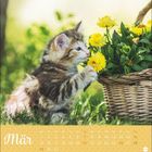 Kalender zeigt "März". Ein Kätzchen schnuppert an gelben Blumen in einem Korb. Hintergrund: grüne Wiese.
