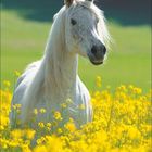 März: Ein weißes Pferd steht in einem Feld aus gelben Blumen, leuchtend unter einem klaren Himmel.