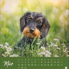 "Mär", Kalendertage März, Wochentage oben. Niedlicher Hund mit dunklem Fell im lebendigen, blumigen Gras.