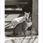 03. Zwei Katzen, eine gemustert vorn, eine helle hinten, sitzen in der Sonne auf einer Mauer.